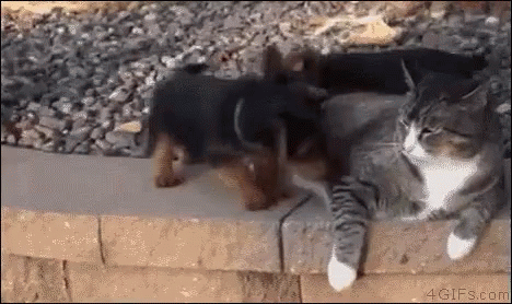 Pupp Teases Cat Cute Tuesday GIF