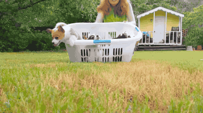 Puppies Basket Overload GIF
