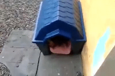 Puppies Cat Dog House GIF