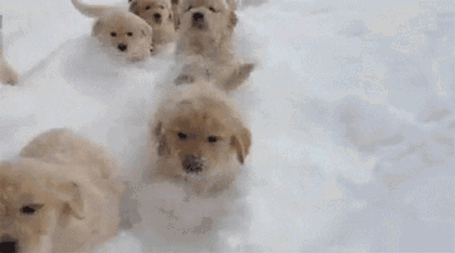 Puppies In Thick Snow GIF