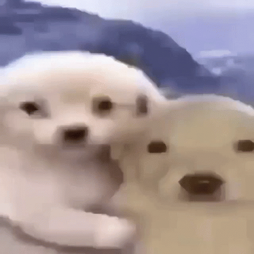 Puppies Lying Next to Each Other on Beach