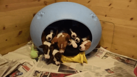 Puppies Party Parade Play GIF