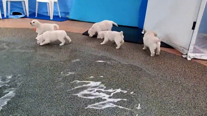 Puppies Play Time Water GIF