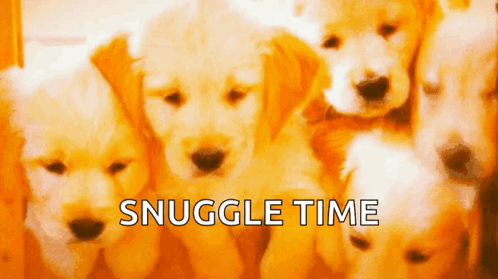 Puppies Snuggles Time GIF