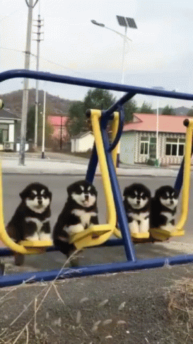 Puppies Swing Play Time GIF