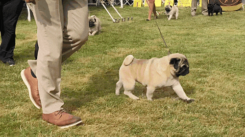 Puppies Westminster Dog Parade GIF
