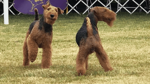Puppies Westminster Dog Show GIF