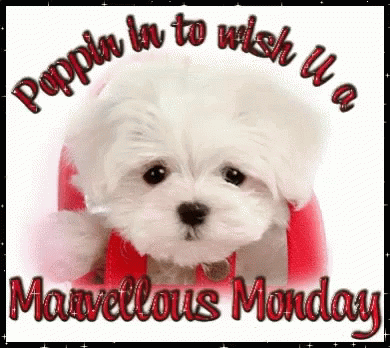 Puppin In To Wish You A Marvelous Monday GIF