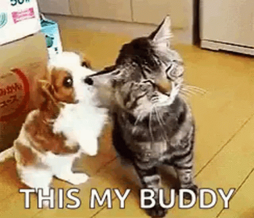 Puppy And Cat Buddy GIF