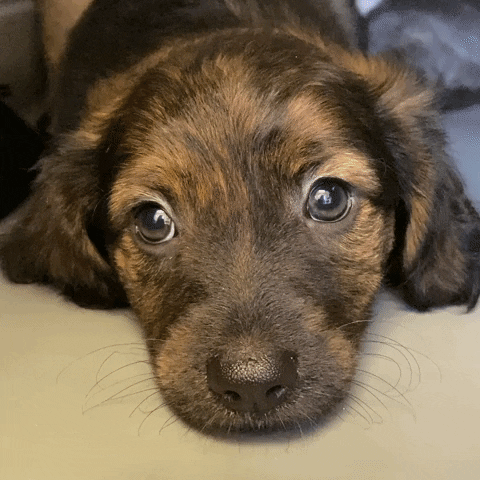 Puppy Batting Eyes GIF