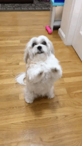 Puppy Begging GIF