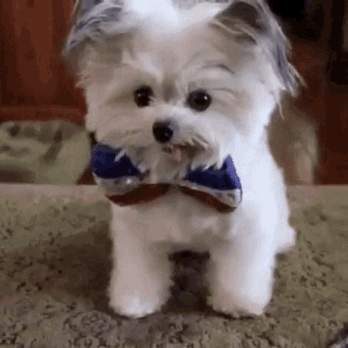 Puppy Bow High Five GIF 