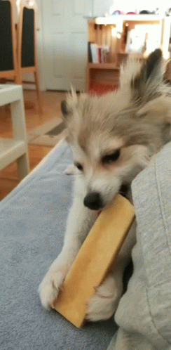 Puppy Chewing Cheese on Couch