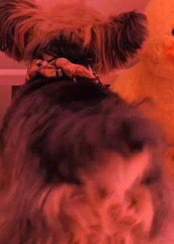 Puppy Collie Twerking Dog GIF