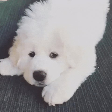 Puppy Cute Bored Play GIF