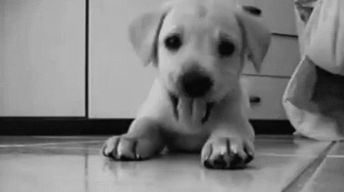 Puppies Cute GIFs