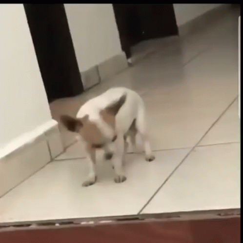 Puppy Dancing Doge GIF