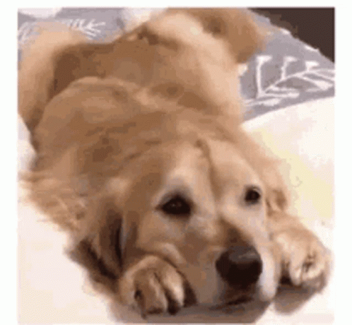 Puppy Dog Eyes Chilling Tail Wagging GIF