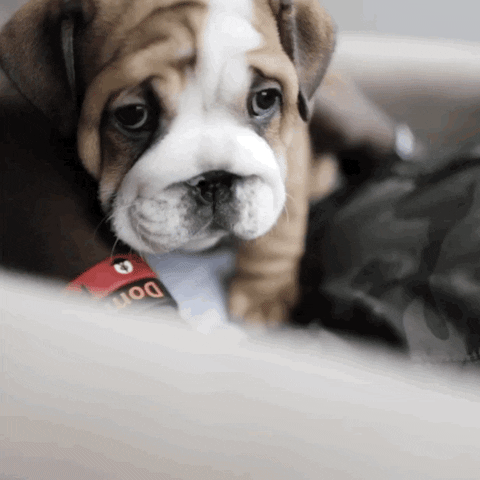Puppy Dog Eyes Good Boy Toy Bulldog GIF