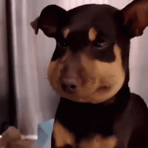 Puppy Dog Eyes Guilty Inflamed Face GIF