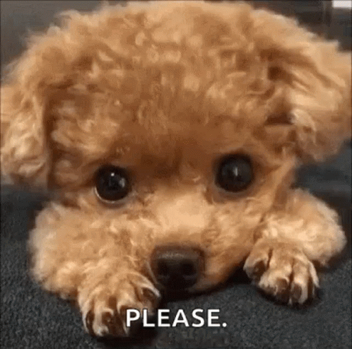 Puppy Dog Eyes Please Cute Brown Poodle GIF