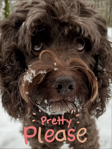 Puppy Dog Eyes Pretty Please Cockapoo GIF