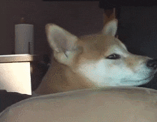 Puppy Dog Eyes Sad Road Trip Shiba Inu GIF