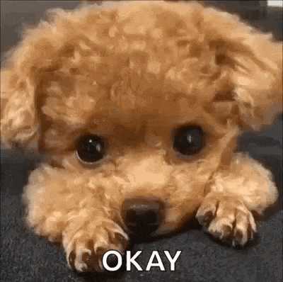 Puppy Dog Gif GIF