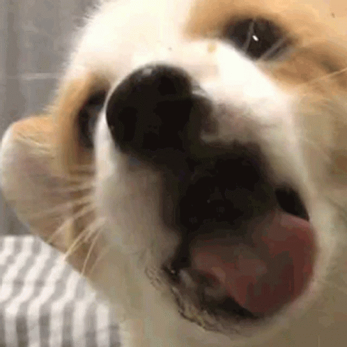 Puppy Dog Licking Butter In Glass GIF