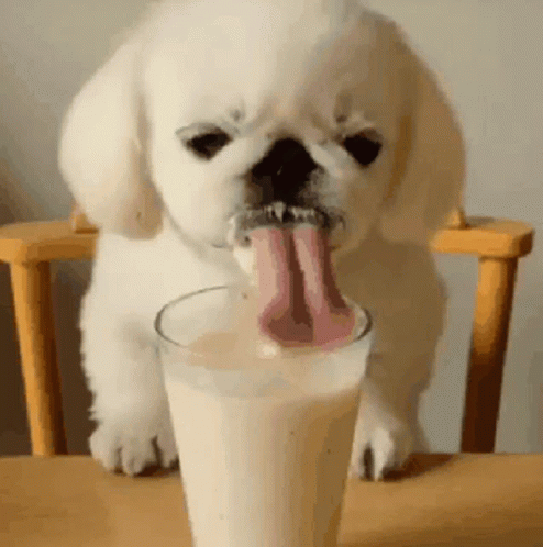 Puppy Drinking Milk With Tongue Out GIF
