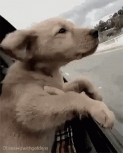 Puppy Enjoying The Window Wind Road Trip Meme GIF