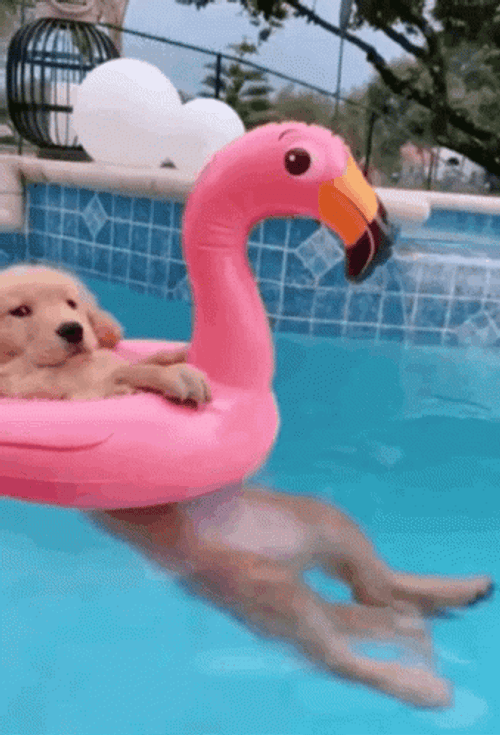 Puppy Floating In Pink Inflatable Swan GIF