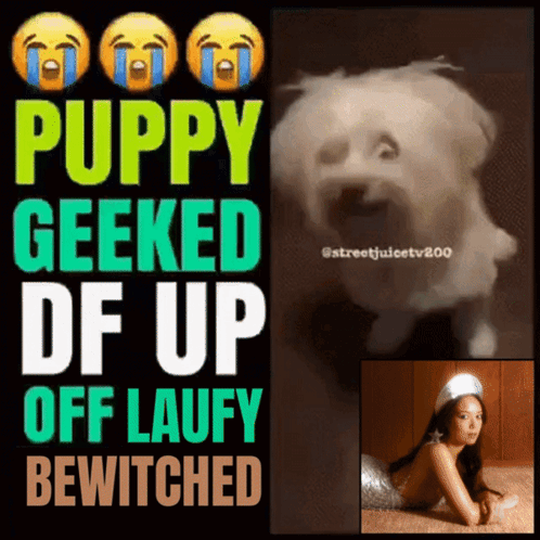 Puppy Geeked Up Laufy Bewitched