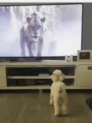 Puppy Got Scared While Watching Tv GIF