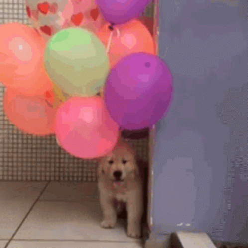 Puppy Holding Colorful Balloons in Mouth