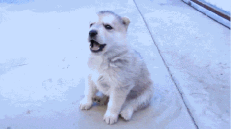 Puppy Husky Wolf Howl GIF