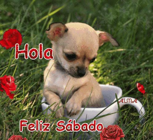 Puppy in Cup With Hola Feliz Sabado