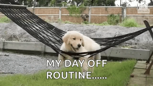 Puppy In Hammock My Day Off Routine GIF