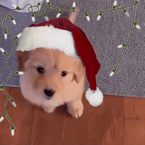 Puppy in Santa Hat With Christmas Lights