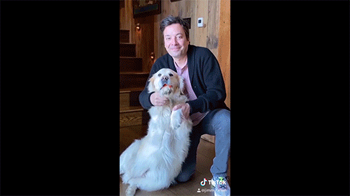 Puppy Jimmy Fallon Tiktok Dance GIF