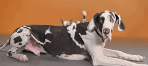 Puppy Jumps On Back Of Big Dog GIF
