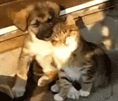 Puppy Kitten Cute Friendship GIF