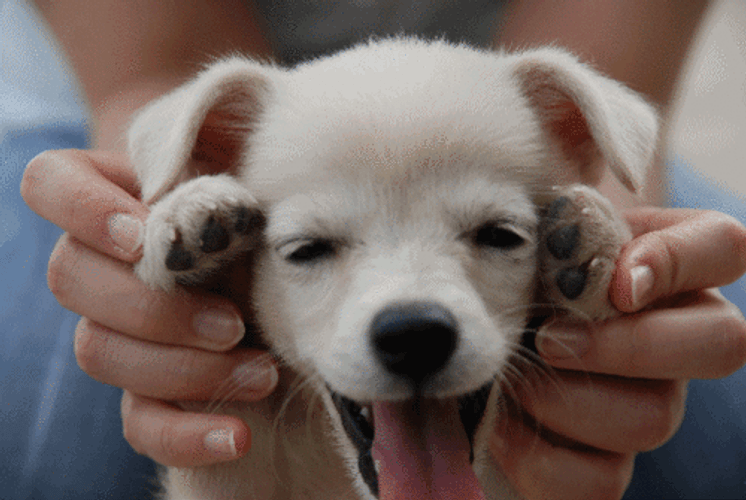 Cute Puppy GIF - Cute Puppy Dog - Discover & Share GIFs