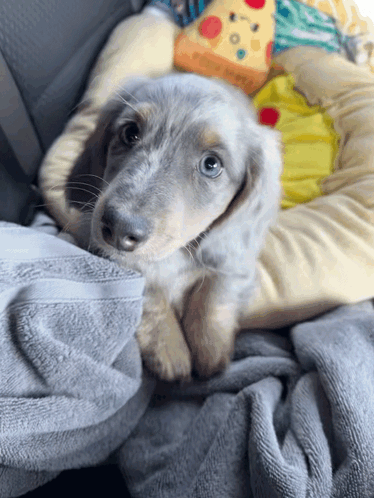 Puppy Laying On Blanket Next To Stuffed Pizza GIF