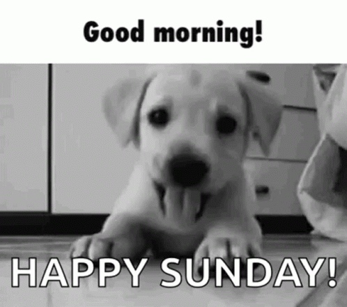 Puppy Laying Tongue Out Saying Good Morning