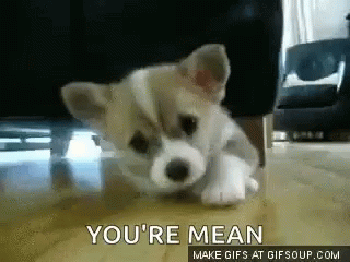 Puppy Laying with Youre Mean