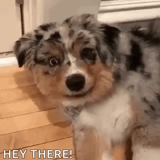 Puppy Looking at Camera Saying Hey There