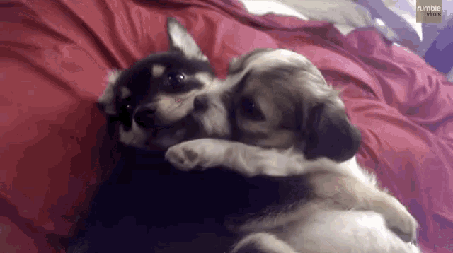 Puppy Love Cuddle GIF