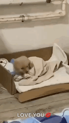 Puppy Lying In Cardboard Box GIF