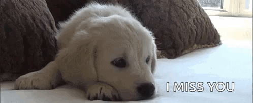 Puppy Lying on Bed I Miss You